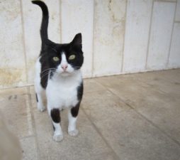 My Israeli Street Cat Turns 13 – That’s Stray Longevity!