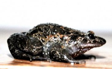 “Extinct” Hula Painted Frog Represents Ancient Species