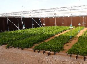 Qatar’s First Saltwater Barley Crop Sprouts in the Desert