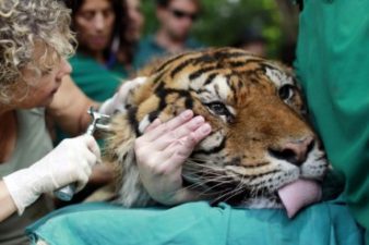 Pedang the Tiger Gets Acupuncture to Treat Chronic Ear Infection in Israel