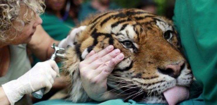 pedang-tiger-israel-acupuncture.jpg