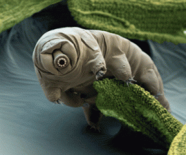 Are Squishy Little “Moss Piglet” Tardigrades Extraterrestrials?