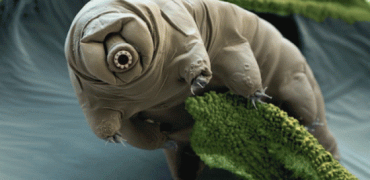 tardigrade.gif