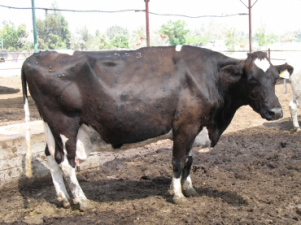 Watch out for Lumpy Skin Disease as UAE Bans Jordan’s Cows