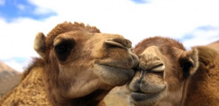 camel-couple-camel-milk.jpg