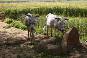 Ancient Egyptian River Could be Revived for Farming