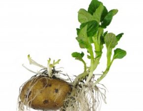 Why green potatoes are toxic
