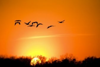 Egyptians Hunt Down Migratory Birds for Natural Viagra