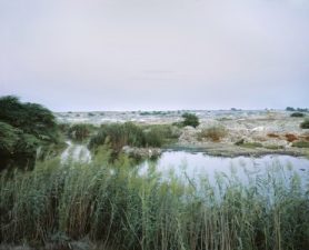 Reed Beds: Cleaning Waste Water in the Desert