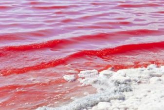 Masdar Aims to Detect Red Algae Before Coral and Desalination Damage