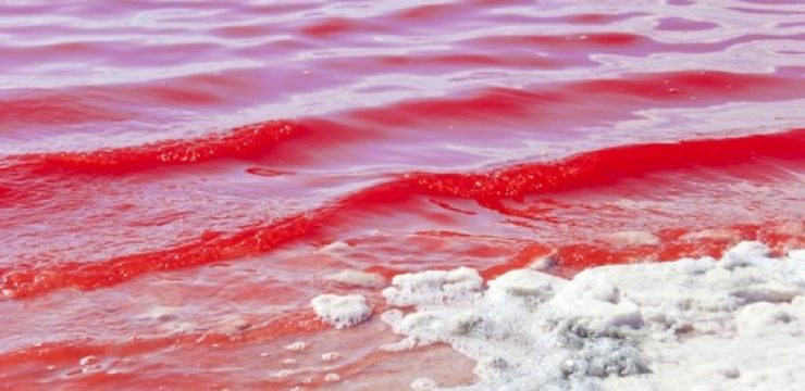 Red-Algae.jpg