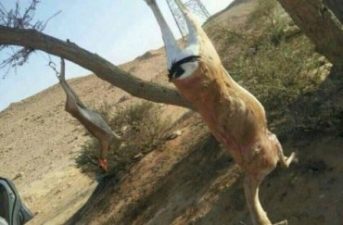 Saudi Gazelle Massacre Sparks Outcry