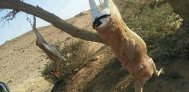 Saudi-Gazelles-Massacred.jpg