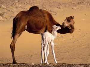 Deadly Middle East Coronavirus May Come from Camels