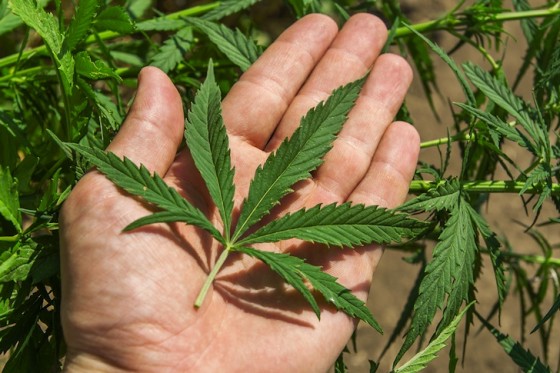 marijuana, Rif Mountains, Morocco, northern Morocco, legalize marijuana in Morocco