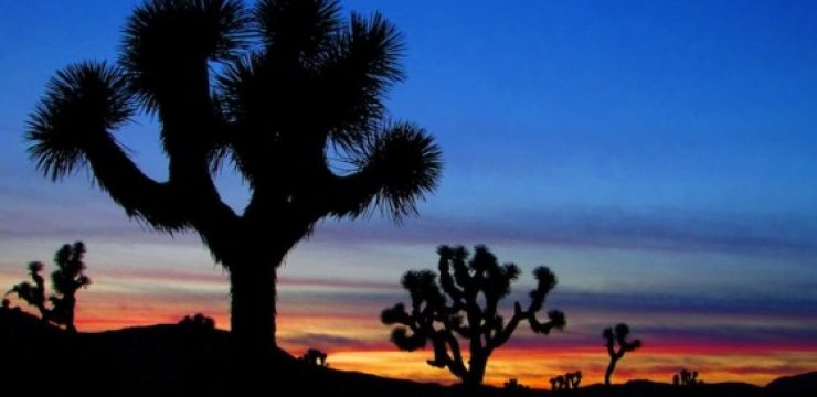 Joshua-Tree-National-Park.jpg