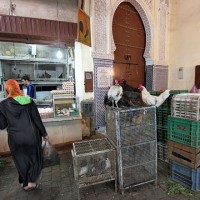 Morocco, travel, Hole in the Donut Cultural Travel, photo essay, travel photos, Fez, Marrakech, Volubilis, Sahara Desert