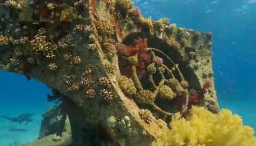 Divers Will Pay to Protect Coral Reef Biodiversity, New Study