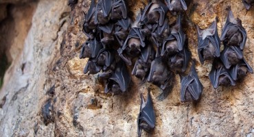 Cyprus Fruit Bats Decline and Head to Turkey?