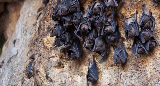 fruit bats hanging from a cave