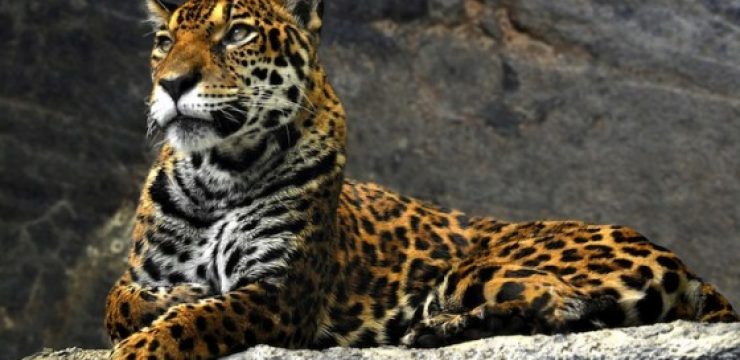 leopard-on-rocks.jpg