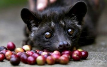 Kopi Luwak “Cat Poop” Coffee is the World’s Costliest, and Cruel (VIDEO)