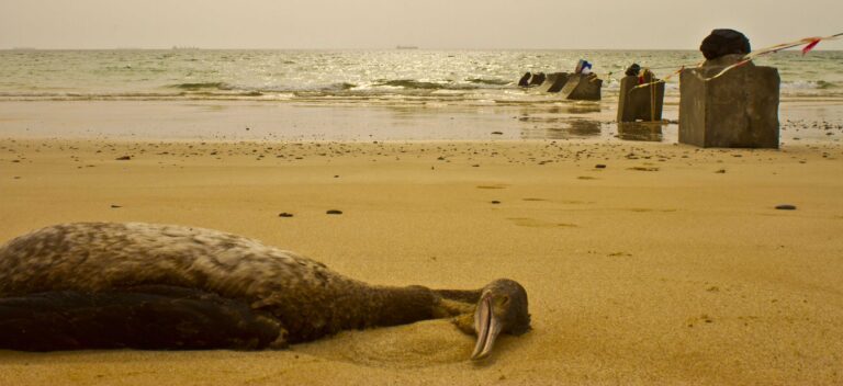 Hundreds of Dead Cormorants Found Slaughtered Near Oman Border