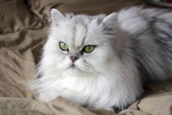 Iran Unveils Plans to Launch Persian Cat into Space, PETA’s Claws Out