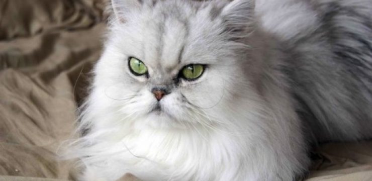 persian-cat.jpg