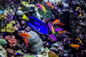 Dubai Developer Relocates Coral Reef that Thrives in New Home