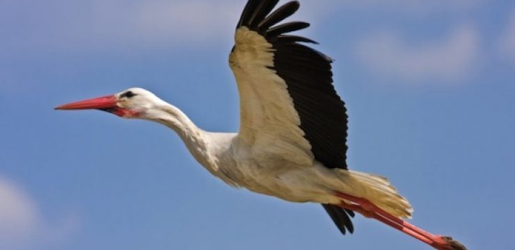 white-stork.jpg