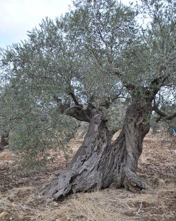 200-year-old olive tree galilee