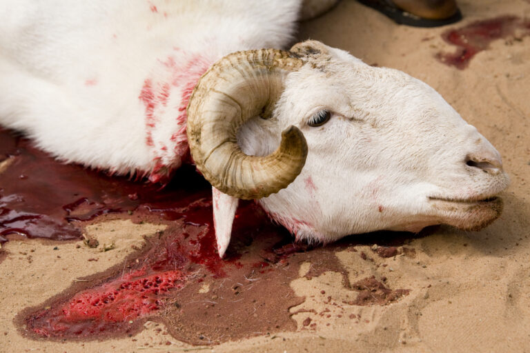 Eco and Halal the Islamic Rite of Animal Sacrifice Qurbani