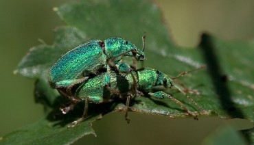 Middle East and Swiss Researchers: Bugs Not Gay
