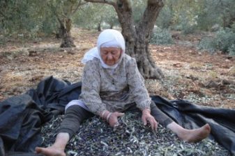 Celebrating The Olive In The Galilee