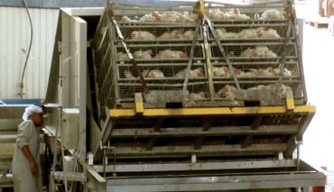 See Severe Animal Abuse at Israel’s Largest Kosher Poultry Slaughterhouse (VIDEO)