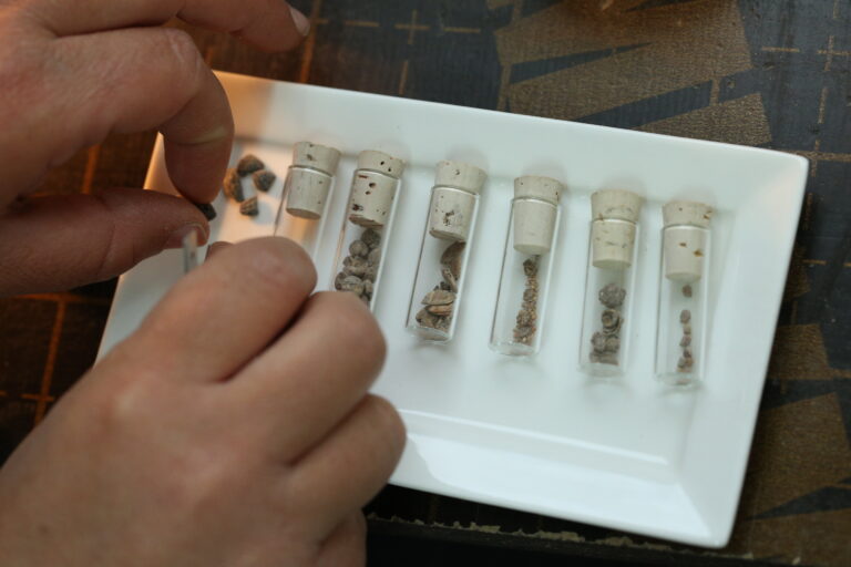 Eggplant’s ancient arrival discovered in Israel