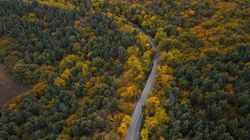 Iran’s rarest forest is on fire