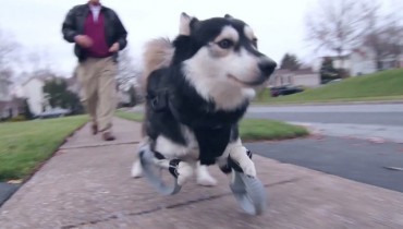3D-printed paws allow lame dog to run!
