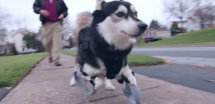 3D-printed-legs-alow-dog-to-run.jpg