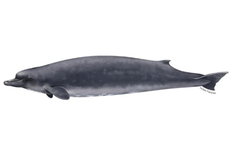 Rare whale species spotted for the first time