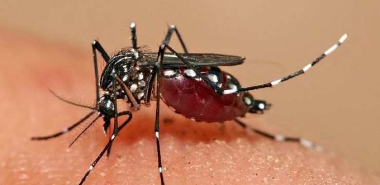 833px-Aedes_aegypti_feeding.jpg