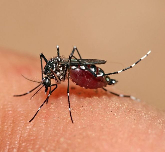 833px-Aedes_aegypti_feeding