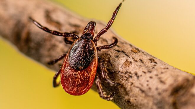 adult deer tick