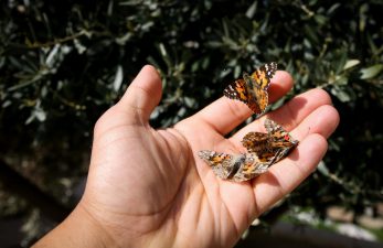 Butterflies “invade” Israel in a rare migratory swarm
