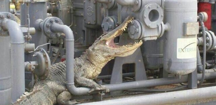 Alligator-iran-gas.jpg