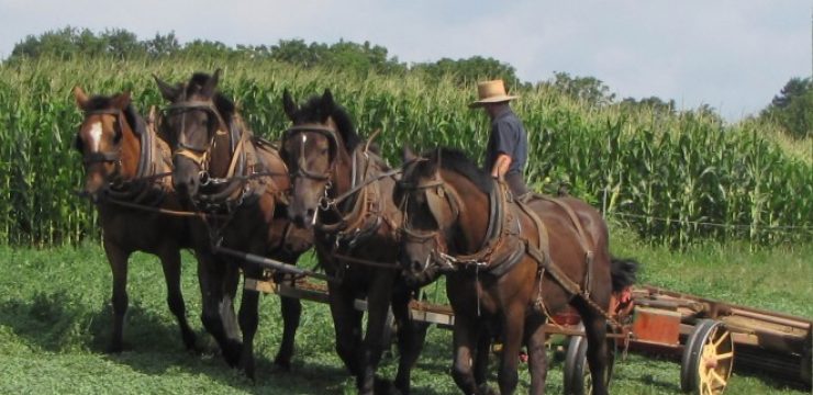 Amish_Farmer.jpg