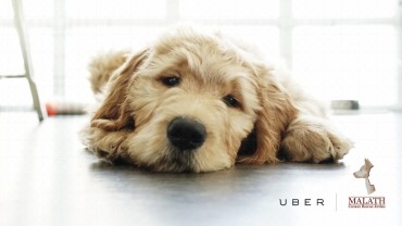 UBER Middle East delivers puppies on-demand in the most adorable fundraiser!