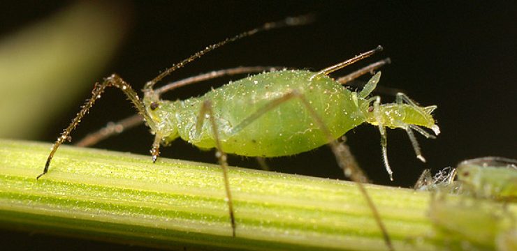 Aphid-giving-birth.jpg