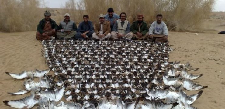 Arab-hunts-2100-houbara-bustards1.jpg